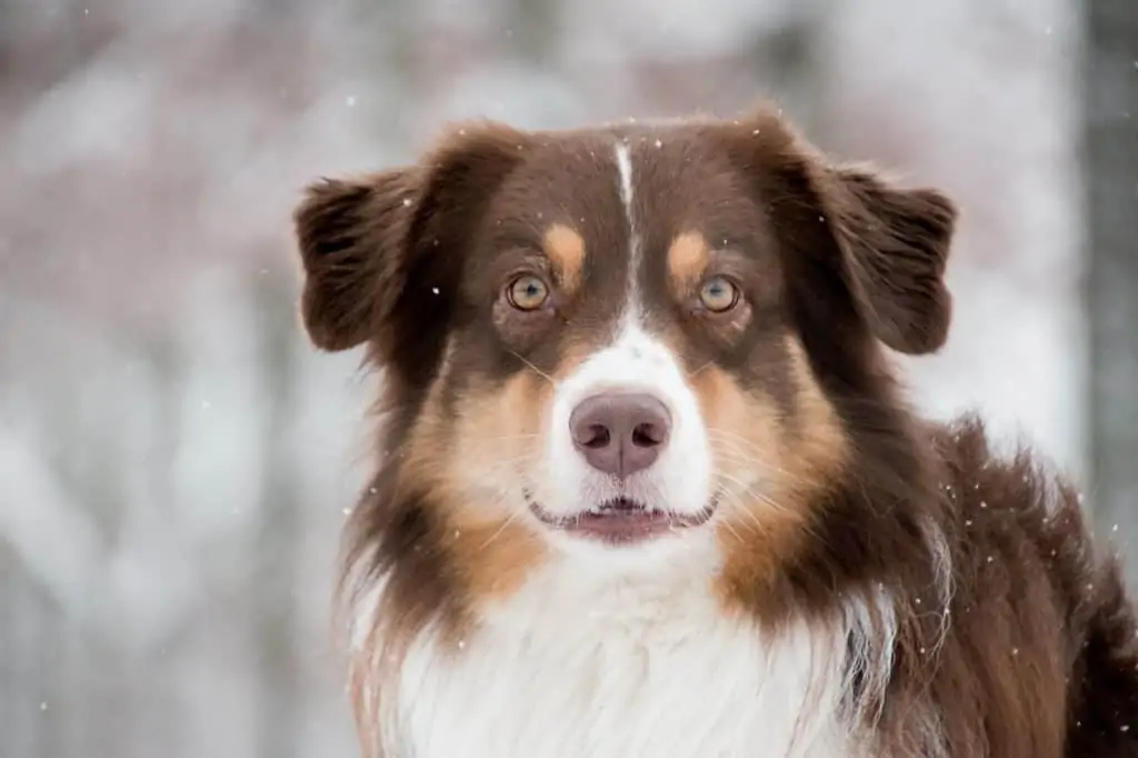 8 a happy brown english shepherd