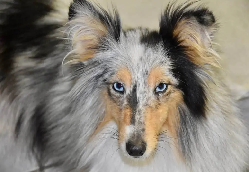 8 a mini collie with blue eyes