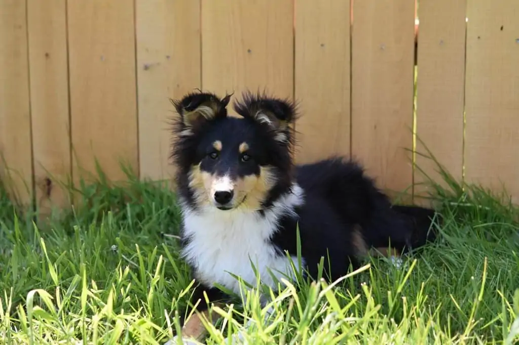 9 a Mini collie laying by a fence