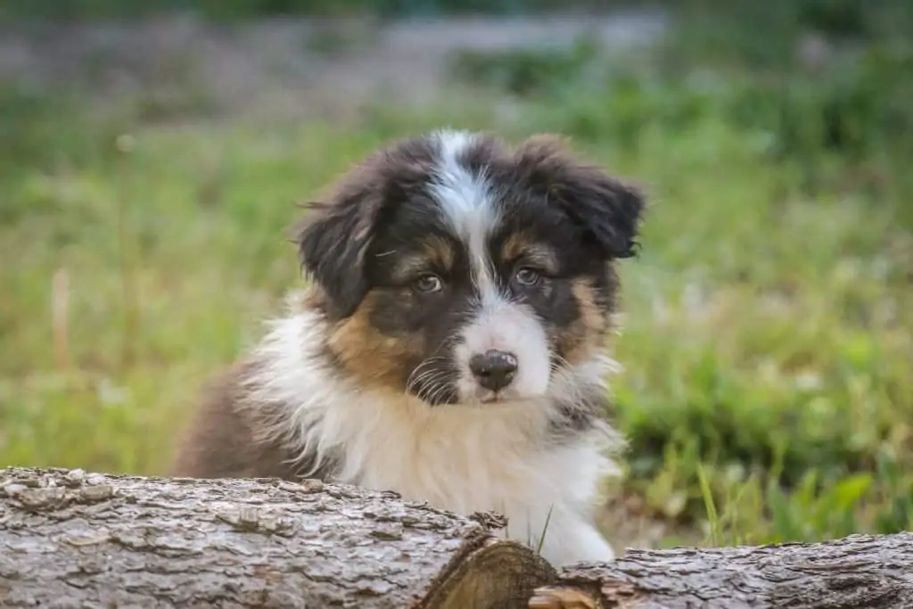 9 an english shepherd puppy