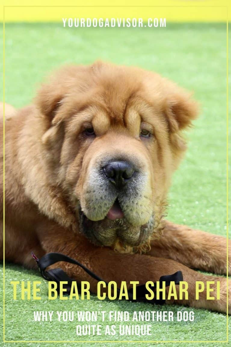 The Bear Coat Shar Pei Why You Won’t Find Another Dog Quite As Unique