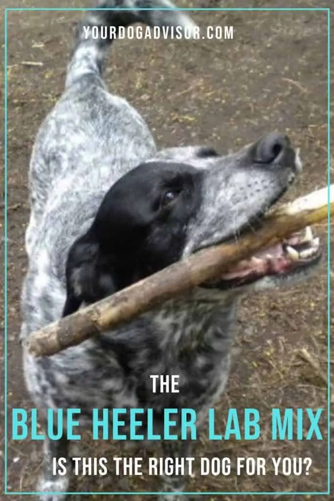 Blue Heeler Lab Mix 2