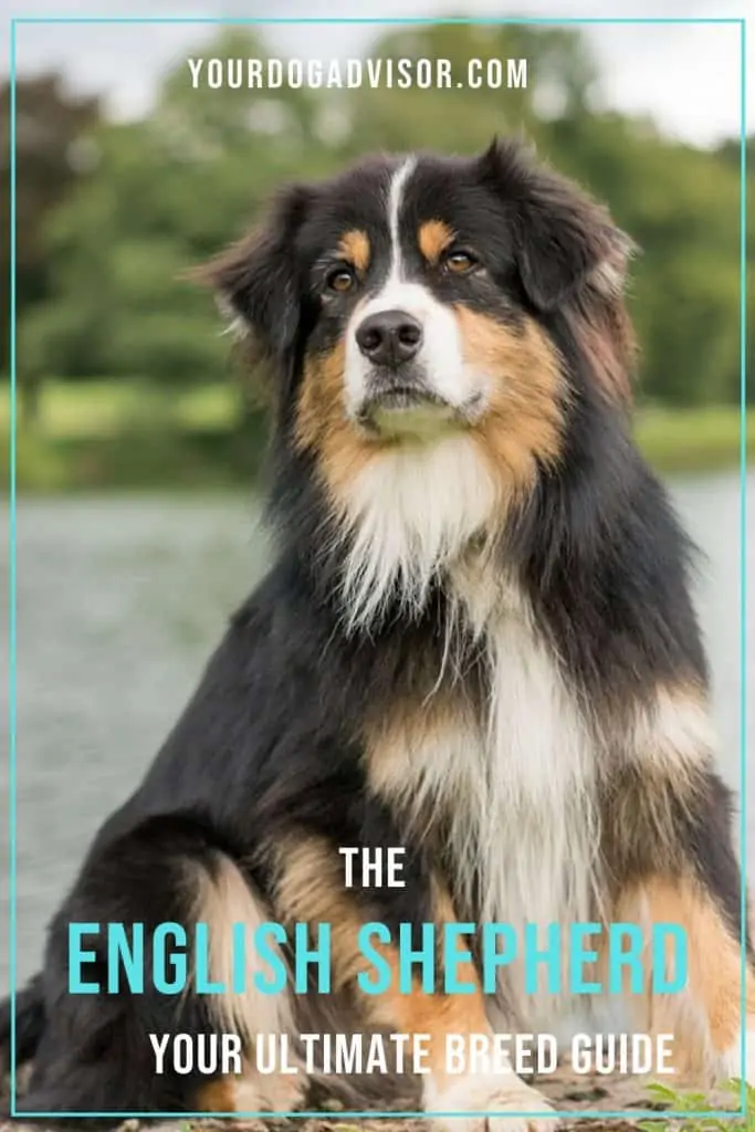 PASTOR INGLÉS - ENGLISH SHEPHERD BREED HANDOUT