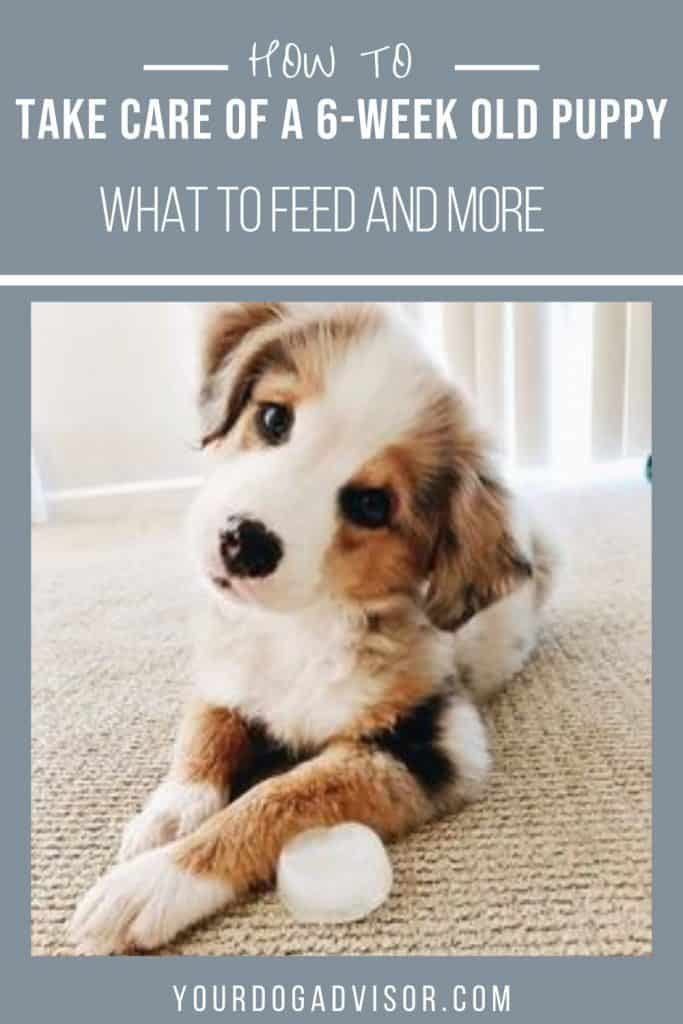 How to Take Care of a 6 Week Old Puppy What to Feed and More 2