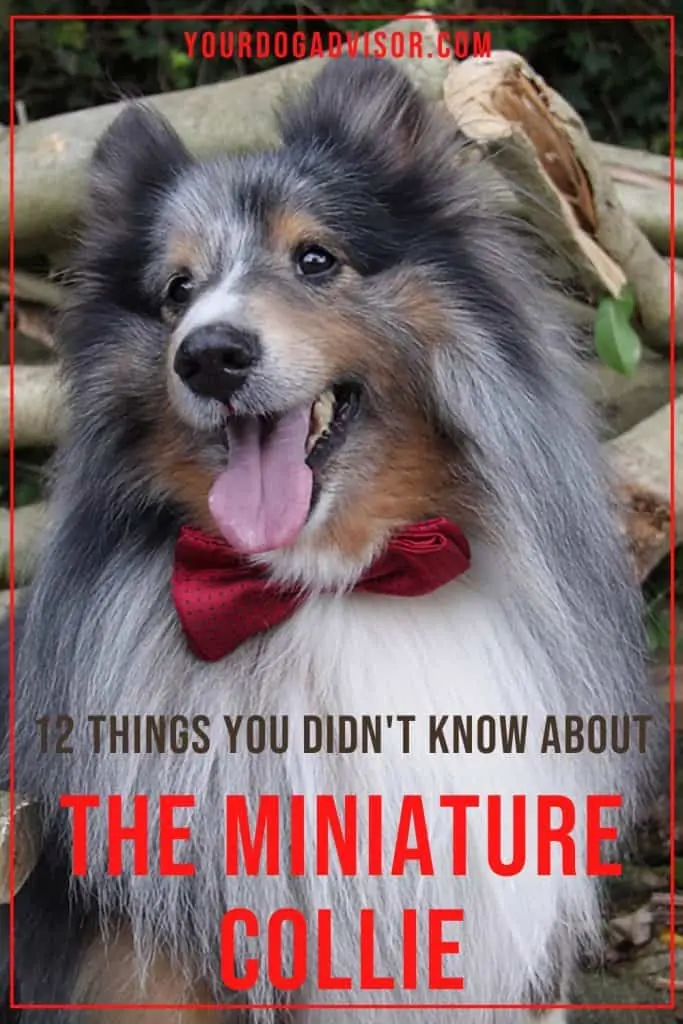 Miniature Collie 1