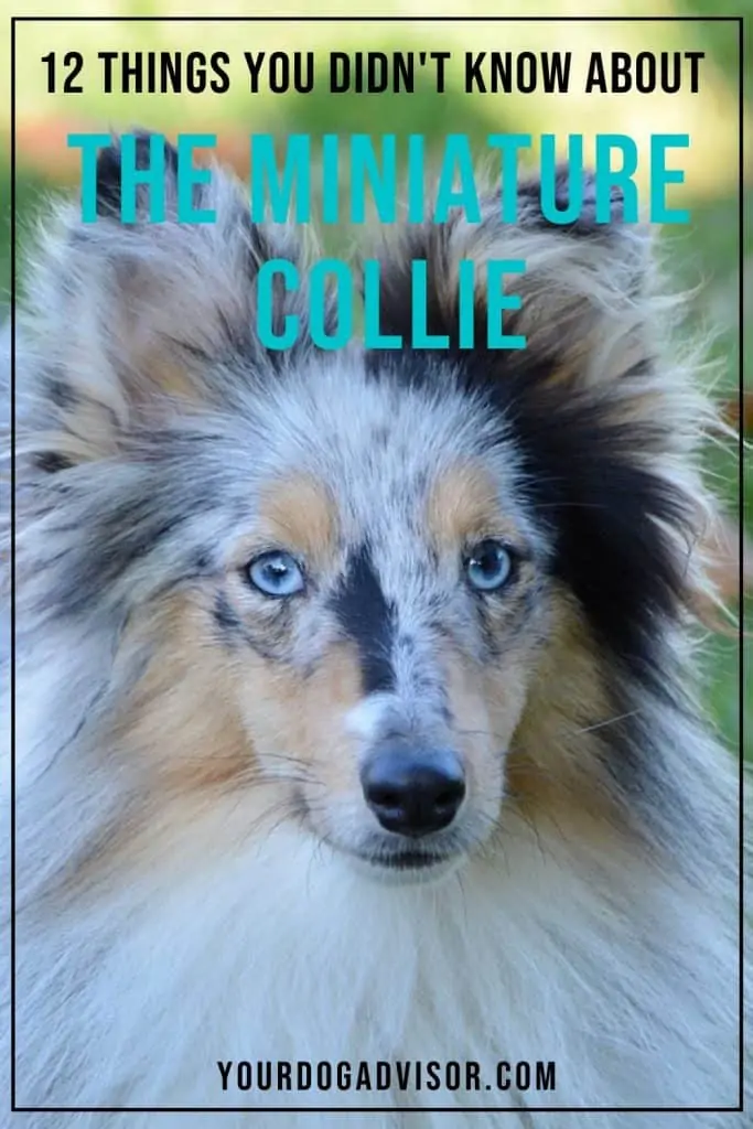 Miniature Collie 2