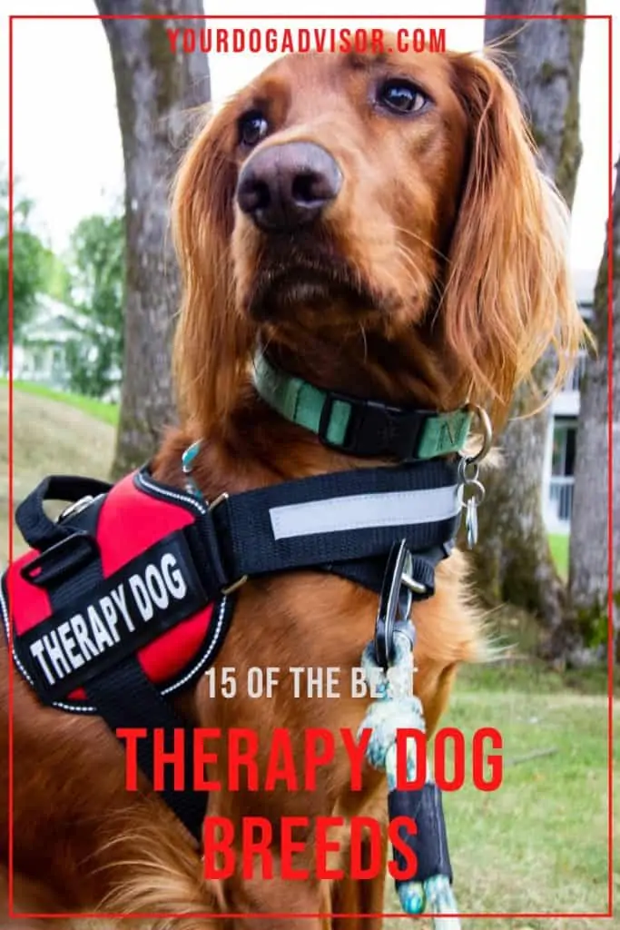 Therapy Dog Breeds 1