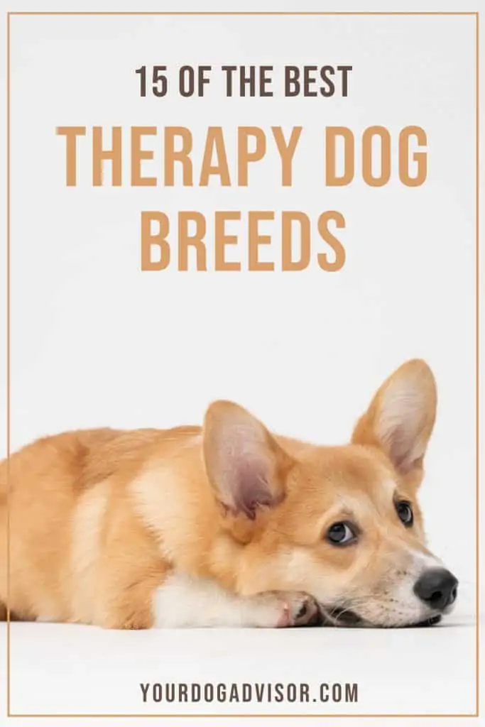 Therapy dog breeds 2