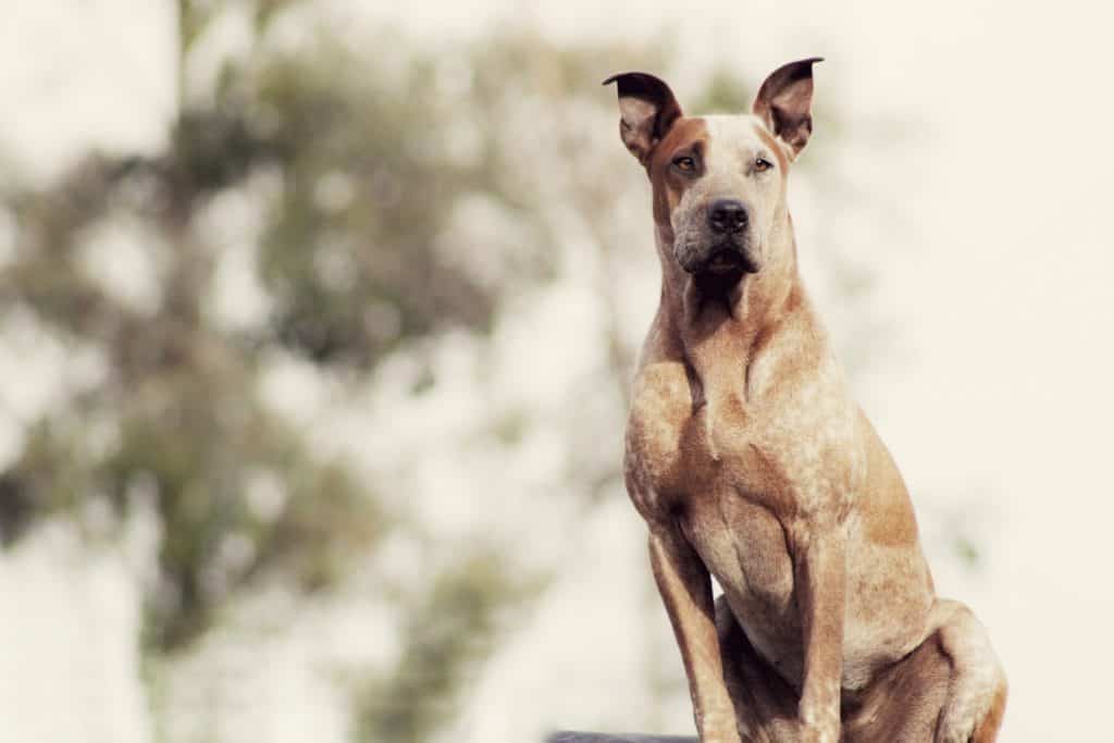 The Chihuahua Great Dane Mix Does This Hybrid Really Exist Your   1 A Chihauhua Great Dane Sitting 1024x683 