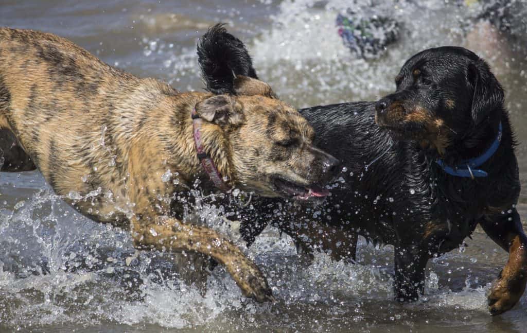 1 a Rottweiler an dpitbull playing in water