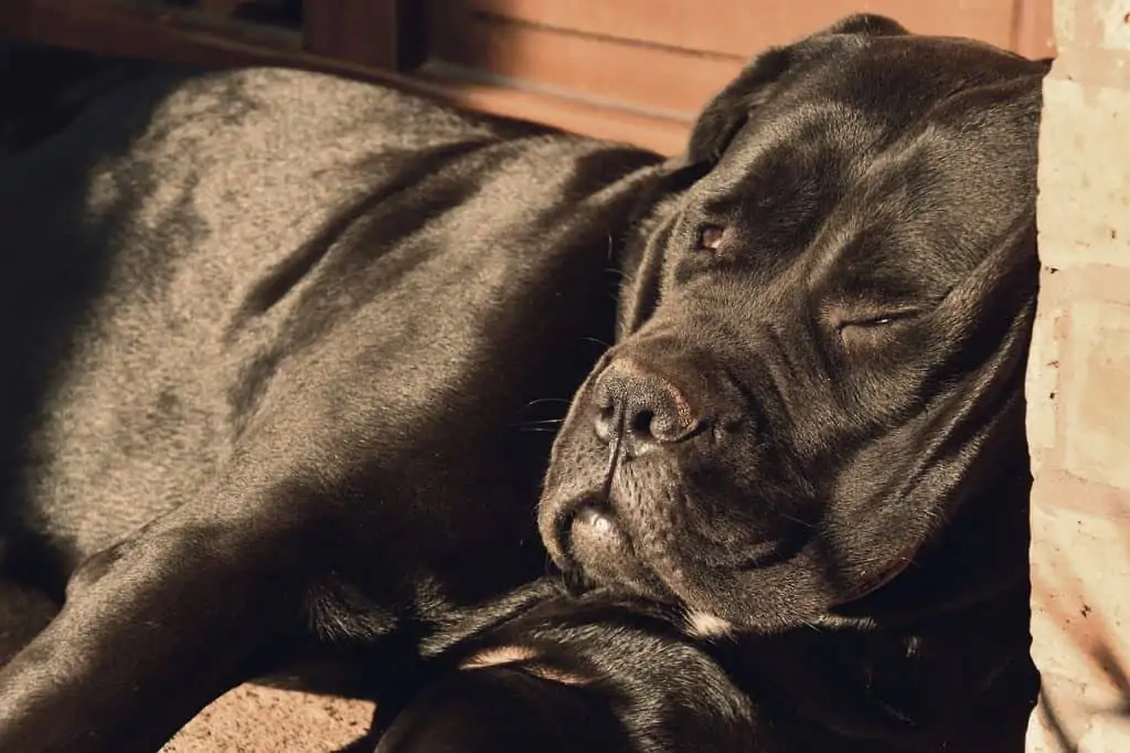 1 a bandogge laying down