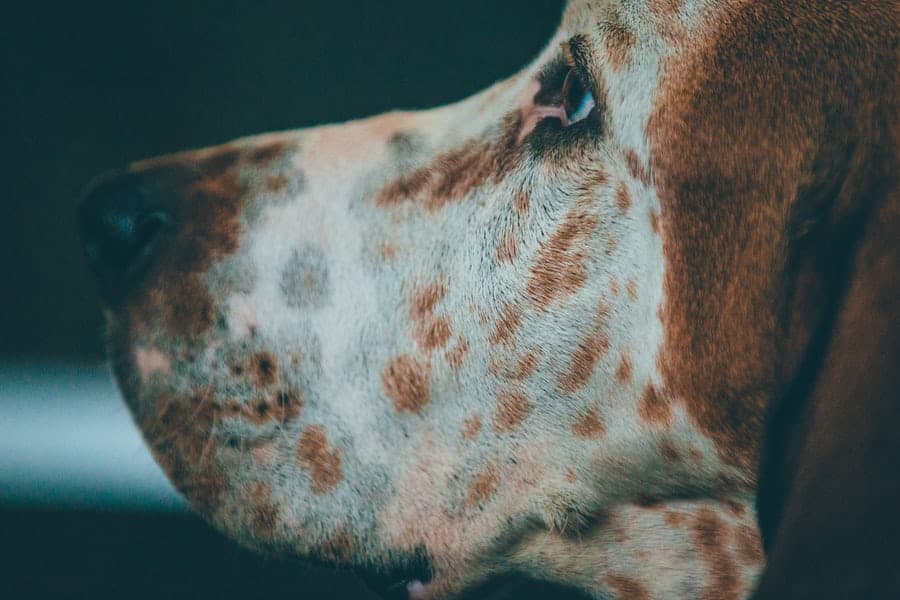 15 Spotted Dog Breeds That Will Take Your Breath Away | Your Dog Advisor