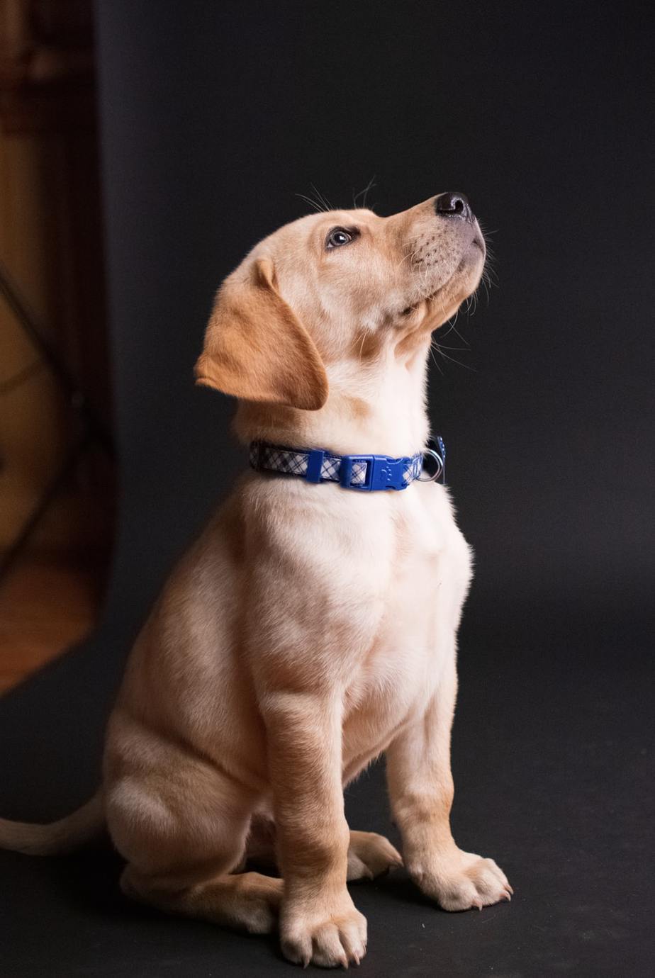 The Most Comfortable Fabric Dog Collars For Your Sensitive Dog Your