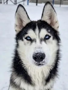 1 a siberian Husky with blue eyes