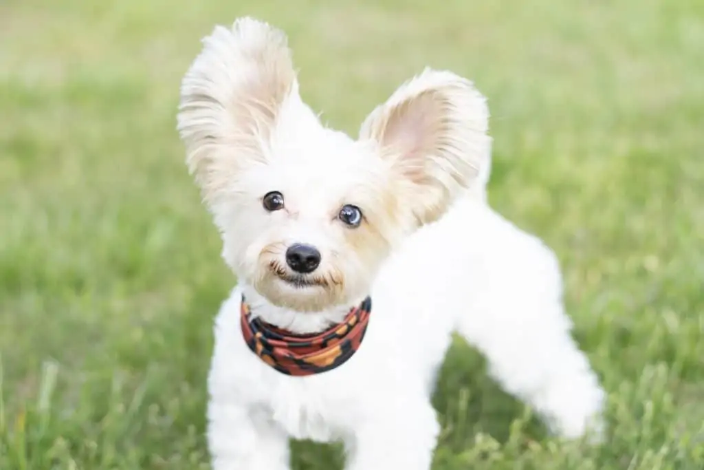 1 a white Yorkie Pom with a red collar