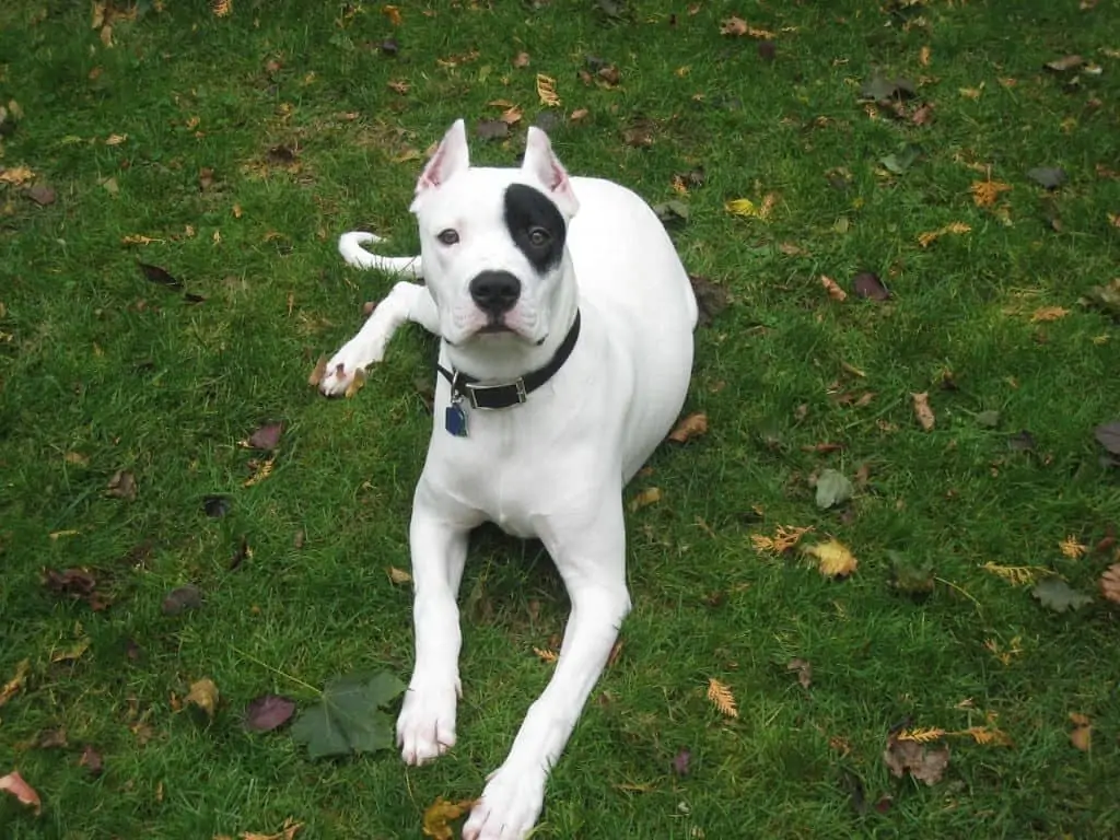 10 A dogo argentino with a black spotted eye