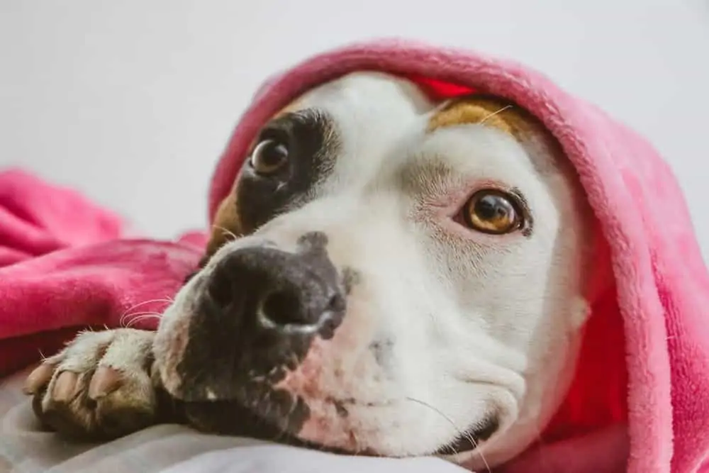 10 a Pitbull under a pink blanket