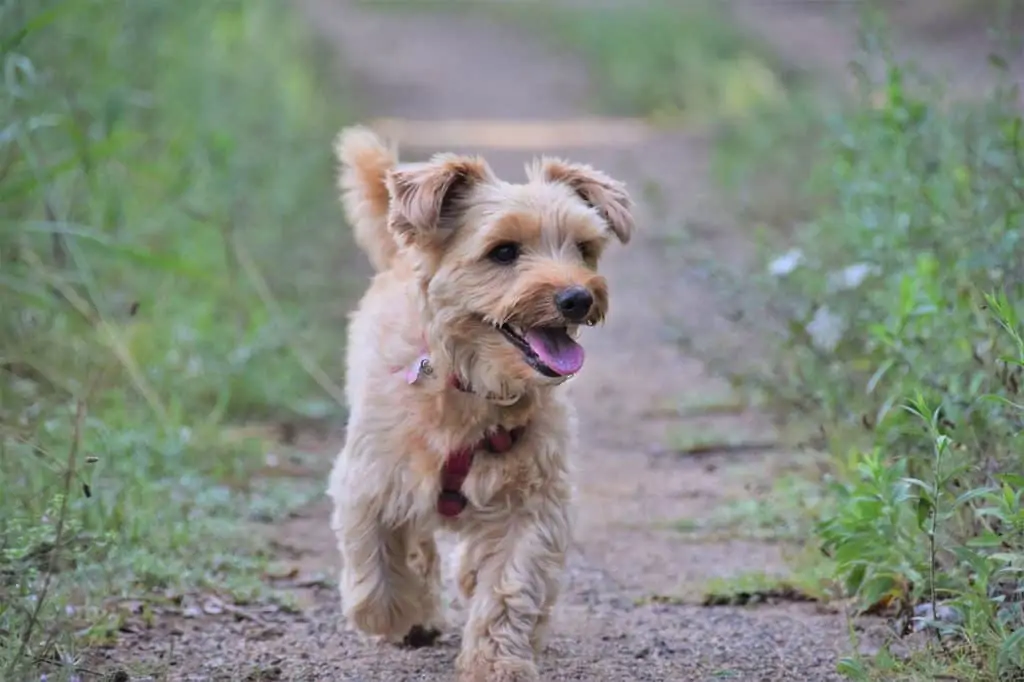 10 a happy yorkie pomeranian mix