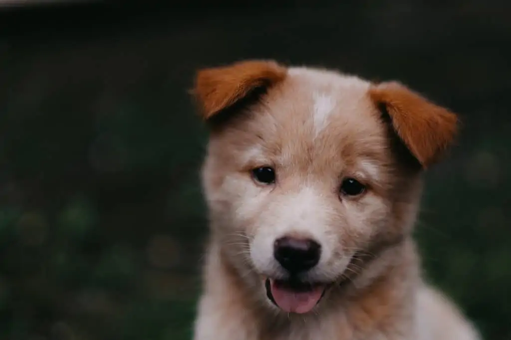 10 a husky pitbull mix puppy