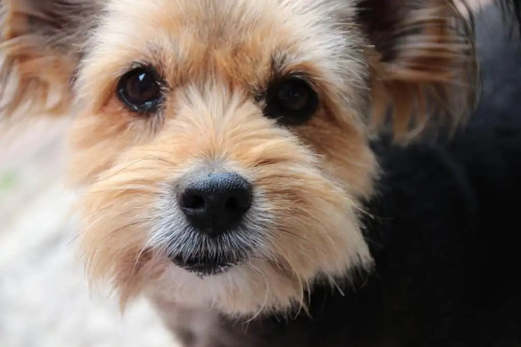 11 a Yorkie Pom mix up close