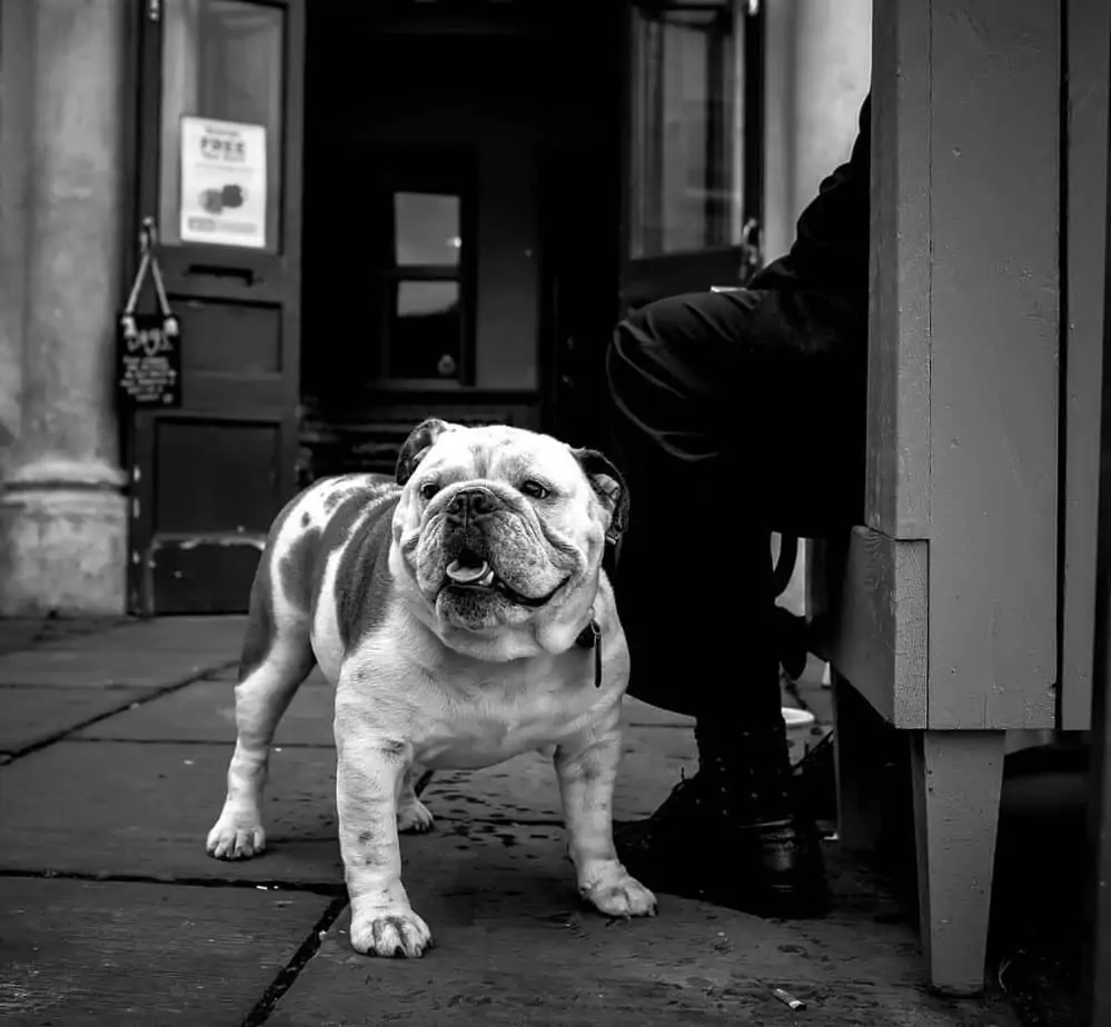 11 an english bulldog