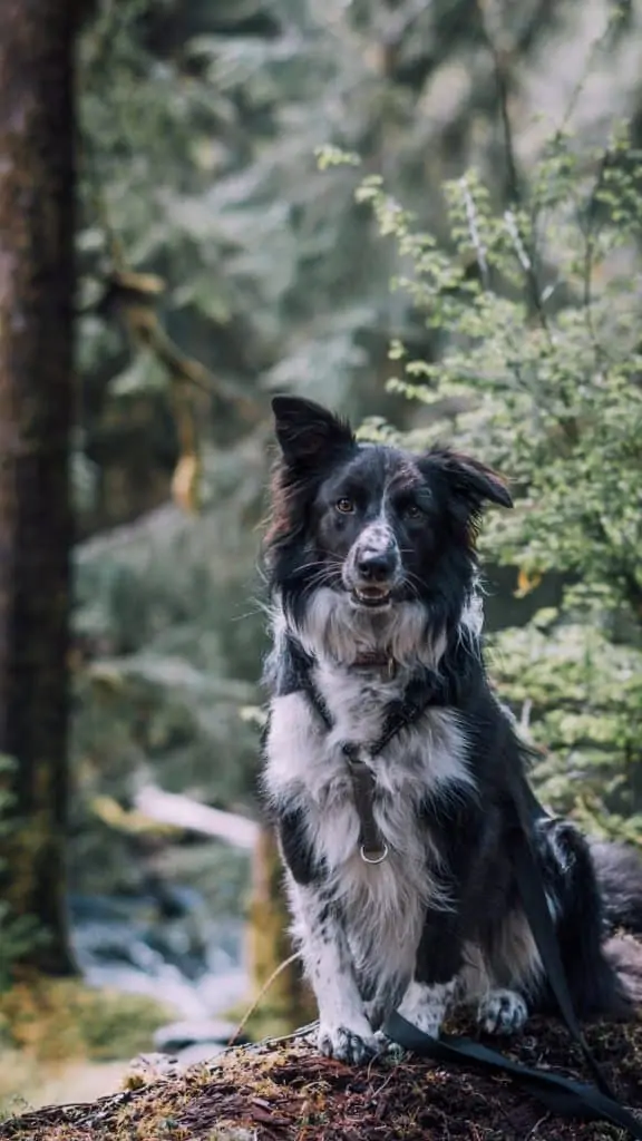 12 a black and white border collie