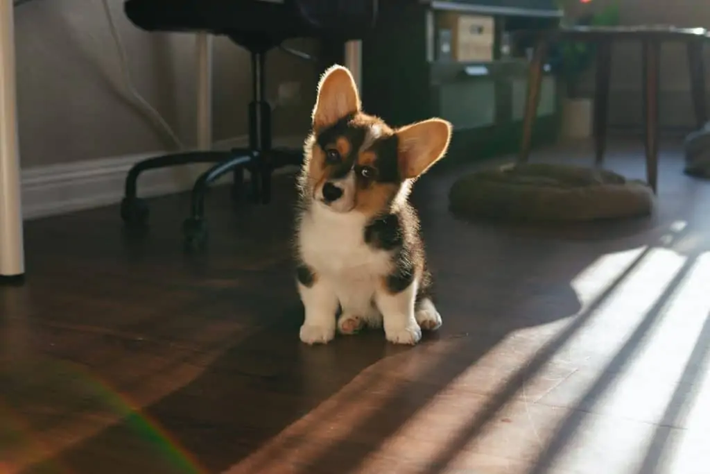 13 a Corgi puppy