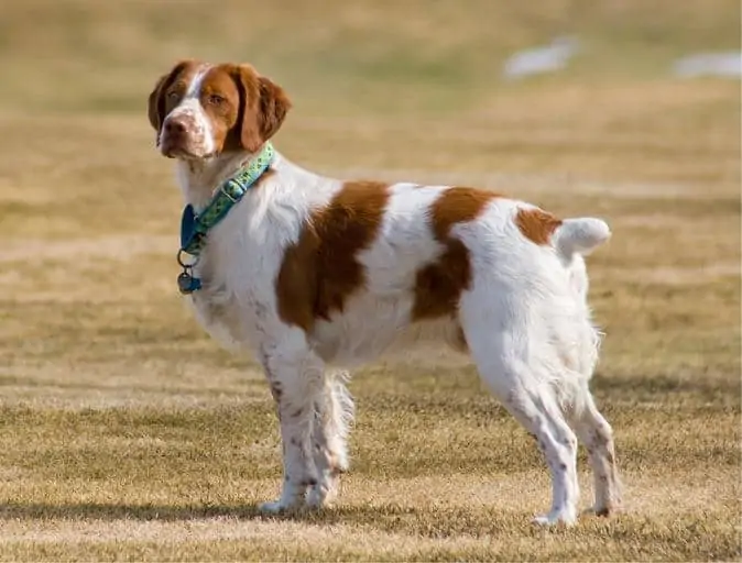 14 a brittany spaniel