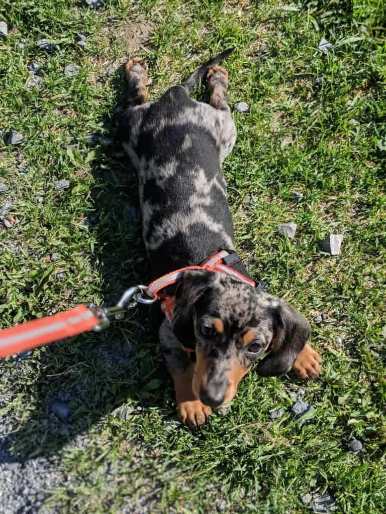 16 a Dapple dachshund