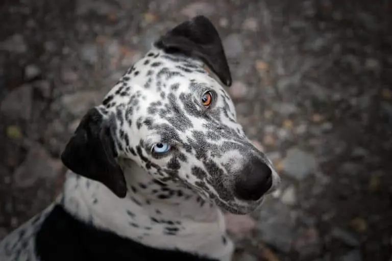 18 a spotted dog with one brown eye and one blue eye