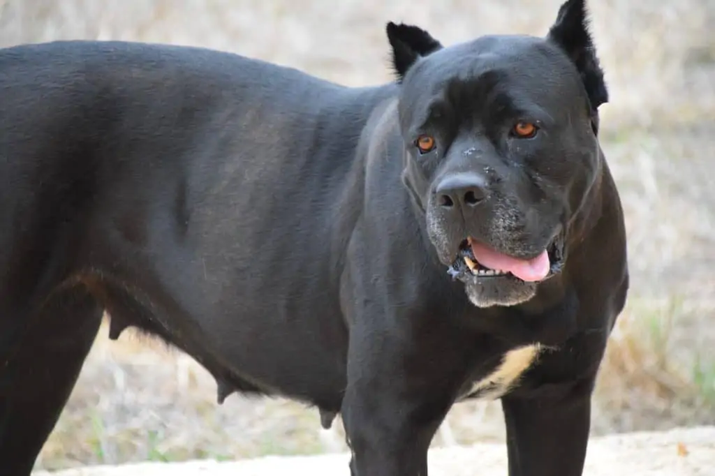 2 a female bandogge