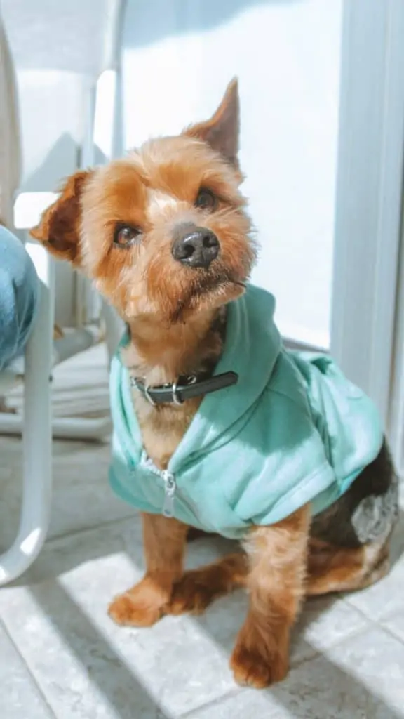 2 a yorkie pom in a blue sweater