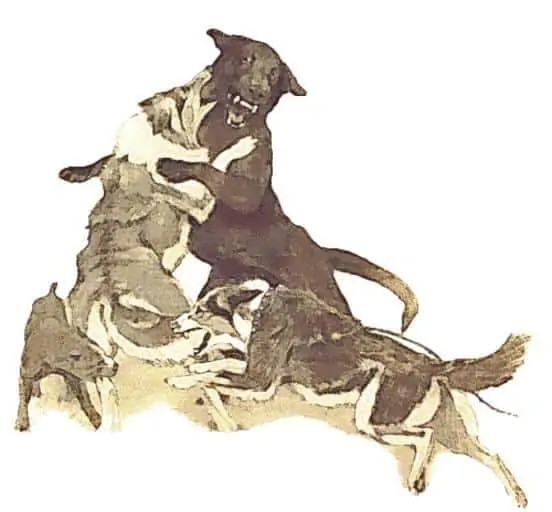 2 an illistration of dogs fighting