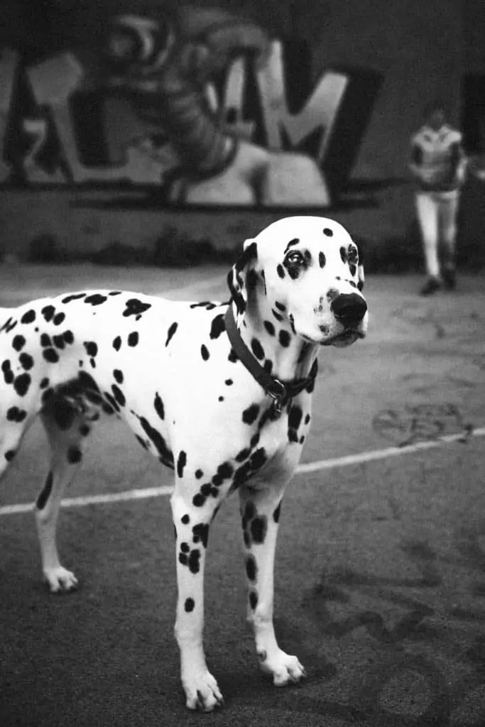 3 a black and white picture of a dalmatian