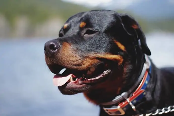 3 a happy rottweiler