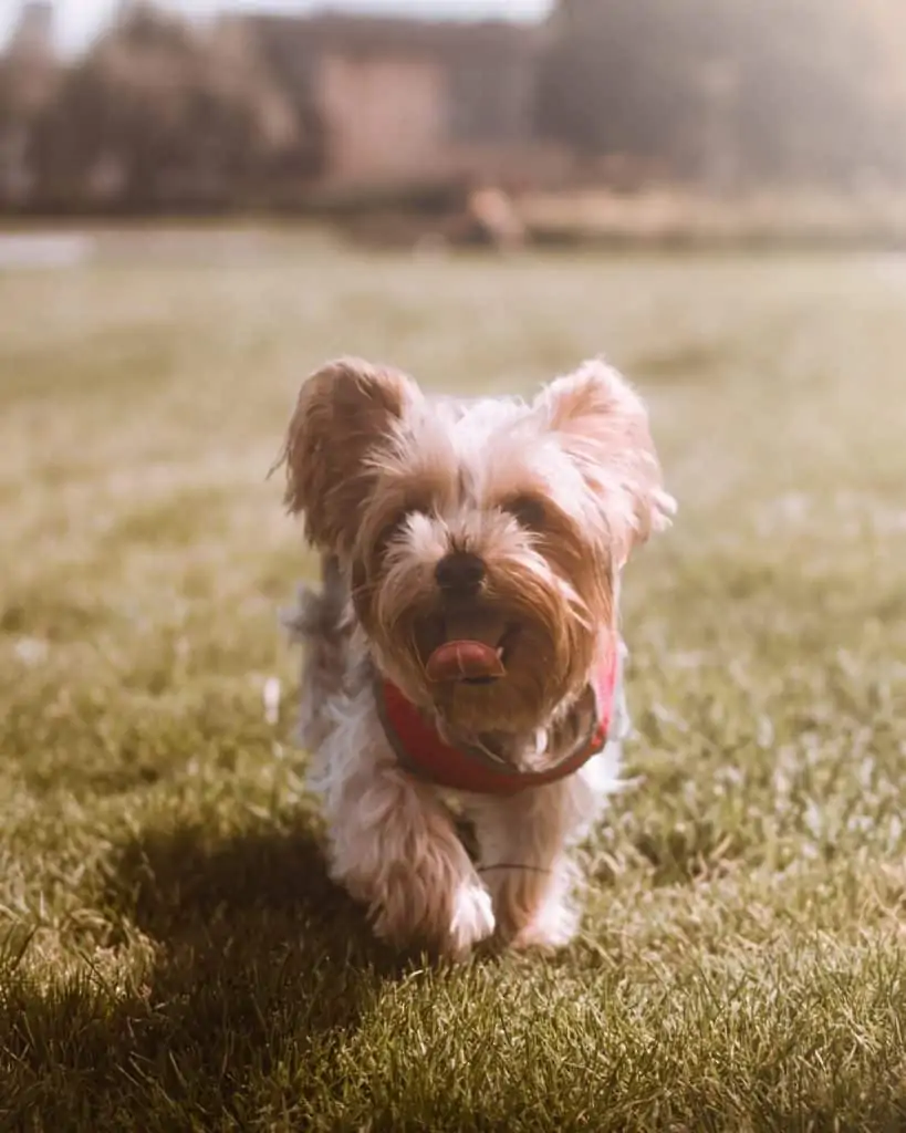 3 a purebred yorkie