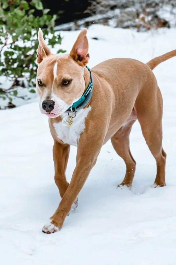 3 a tan Pitbull Husky in snow