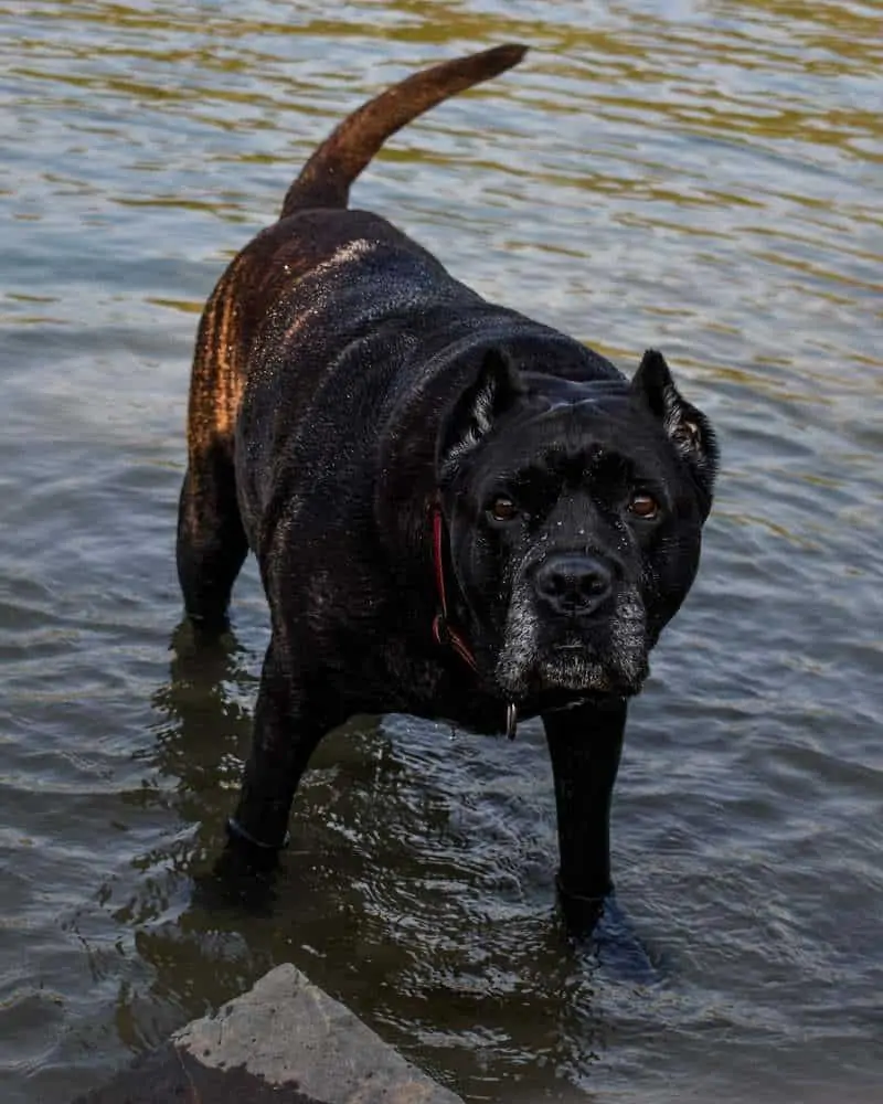 3 an American bandogge in water