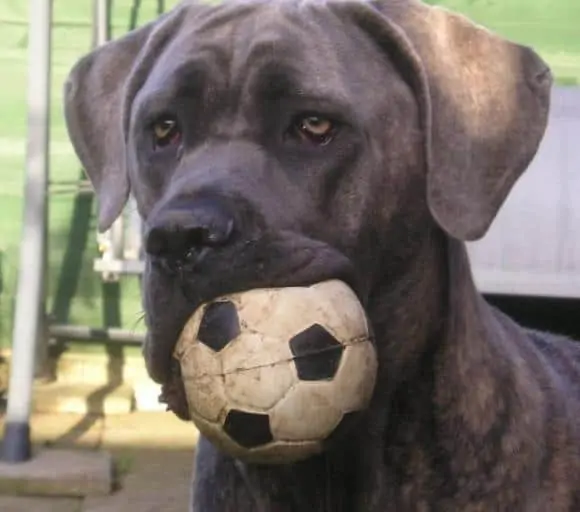 4 a black mastiff dog with a ball