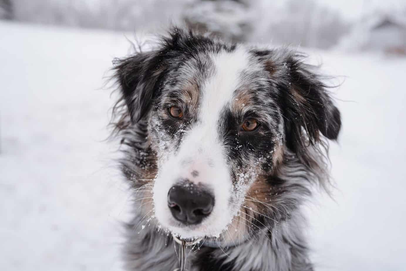 Australian Shepherd Price Guide How Much Does An Australian Shepherd