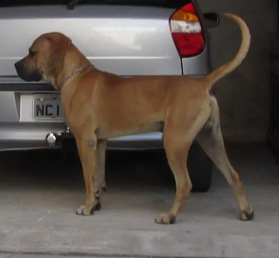 4 a tosa inu by a car