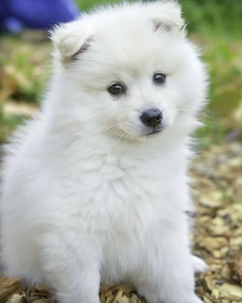 4 a white pomeranian