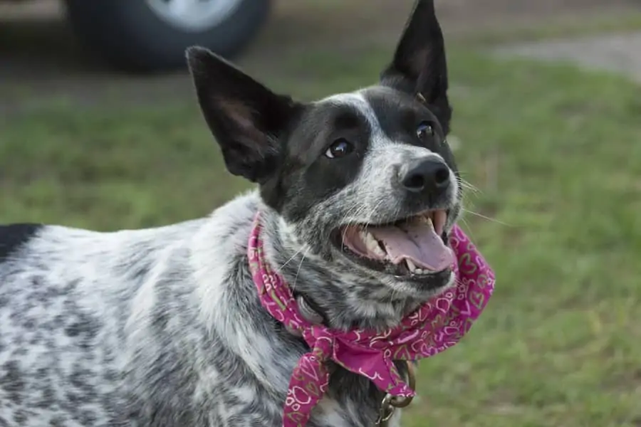 4 an austrailian cattle dog