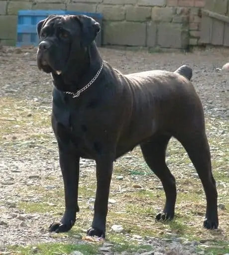 5 a Bandog with drool