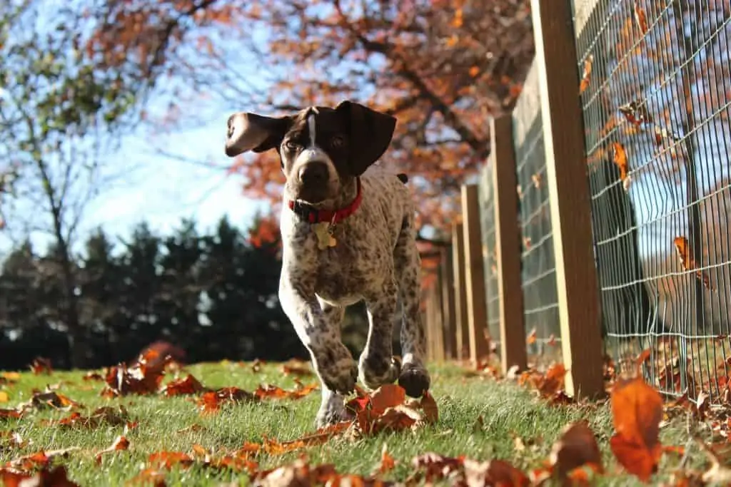 5 a German Shorthaired pointer puppy