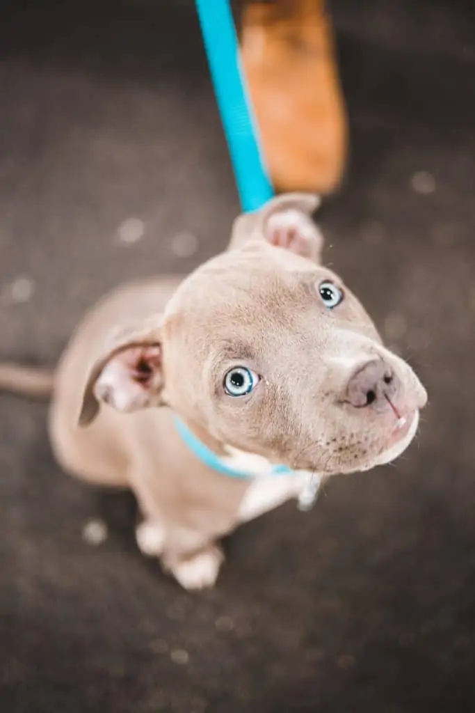 5 a blue eyed pitsky puppy