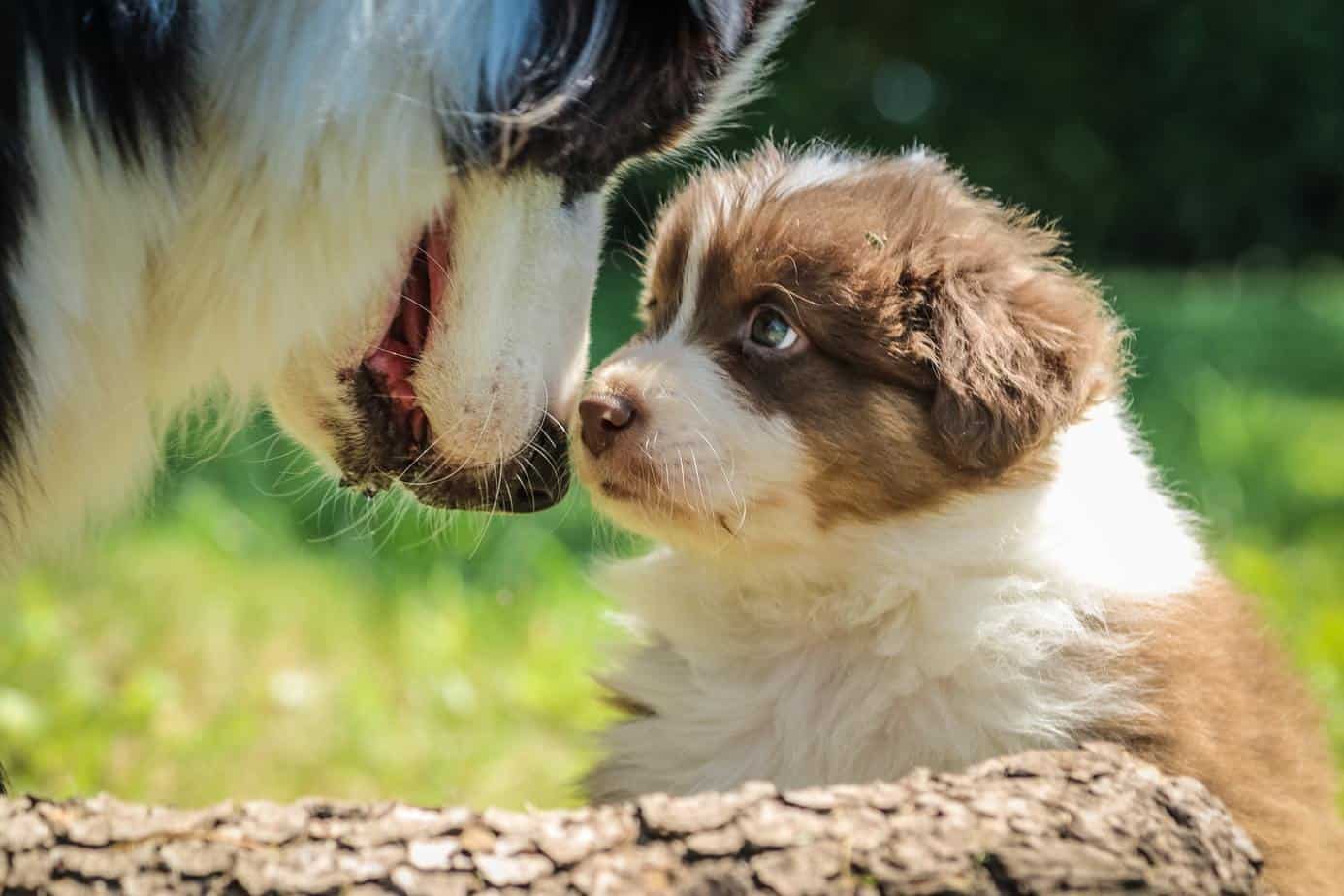 Australian Shepherd Price Guide How Much Does An Australian Shepherd