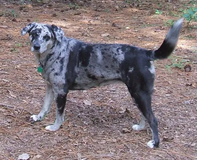 6 a catahloula Leopard Dog