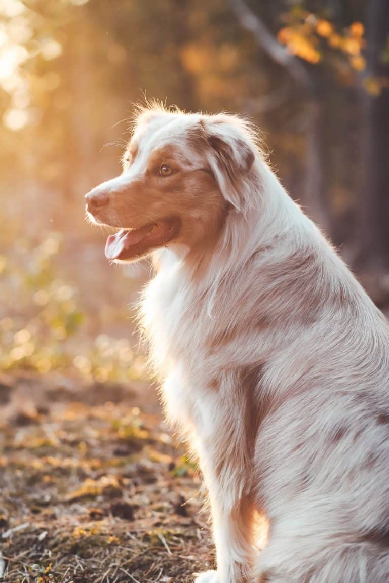 Australian Shepherd Price Guide How Much Does An Australian Shepherd