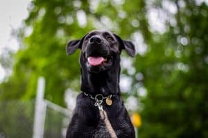 The Chihuahua Great Dane Mix - Does This Hybrid Really Exist? Your